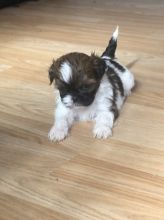 Shih Tzu Puppies Boys And Girls Beautiful Puppies for Sale Text (929) 274-0226 Image eClassifieds4u 3