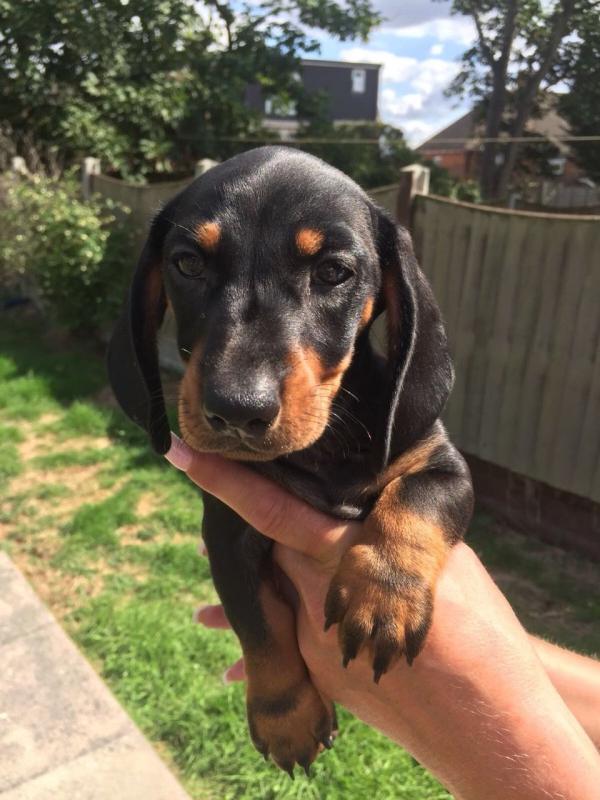Pra Clear Miniature Daschund Puppies for Sale Text (929) 274-0226 Image eClassifieds4u