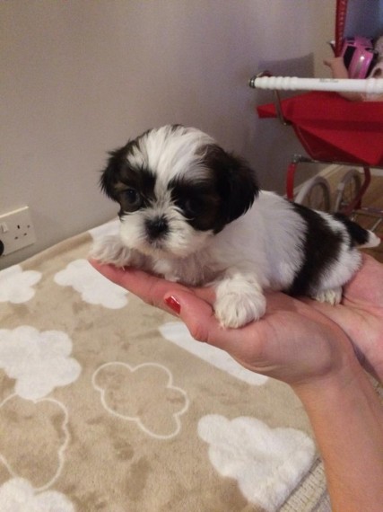 Shih Tzu Puppies Boys And Girls Beautiful Puppies for Sale Text (929) 274-0226 Image eClassifieds4u