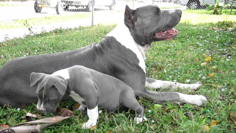 Blue nose American Pitbull Terrier Puppies available Image eClassifieds4u