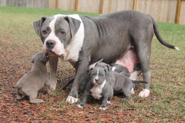 Blue nose American Pitbull Terrier Puppies available Image eClassifieds4u
