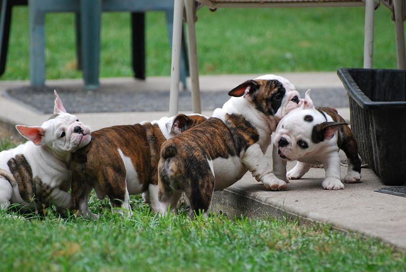 ***GORGEOUS ENGLISH BULLDOG PUPPIES FOR FREE ADOPTION*** Image eClassifieds4u