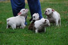 AKC English Bulldog Puppies For Adoption