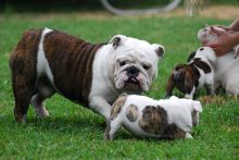Beautiful English Bulldog puppies For Adoption