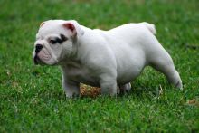 english bull dog puppies available for a loving home