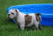 Home raised English Bulldogs puppies for rehoming