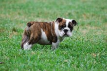 Purebred English Bulldog Puppies Available for Adoption