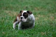Registered English Bulldogs For Re-Homing