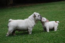 Sweet & Playful English Bulldogs puppies for sale