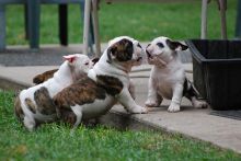 Un-Limited Number of Cute English Bulldog Puppies