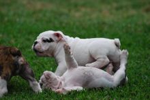 Well Trained English Bulldog Puppies