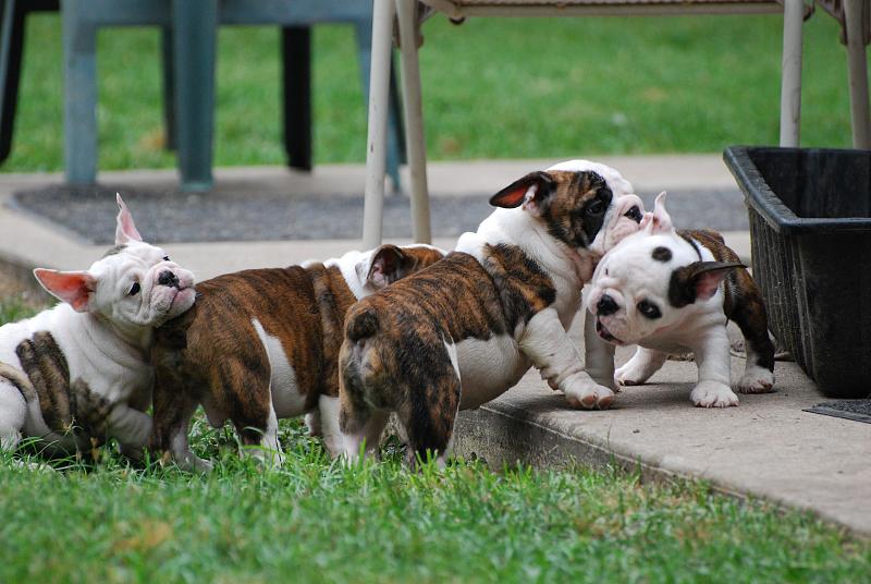 Affectionate English Bulldog Puppies For Good Homes Image eClassifieds4u