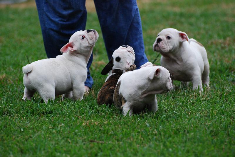 AKC English Bulldog Puppies For Adoption Image eClassifieds4u