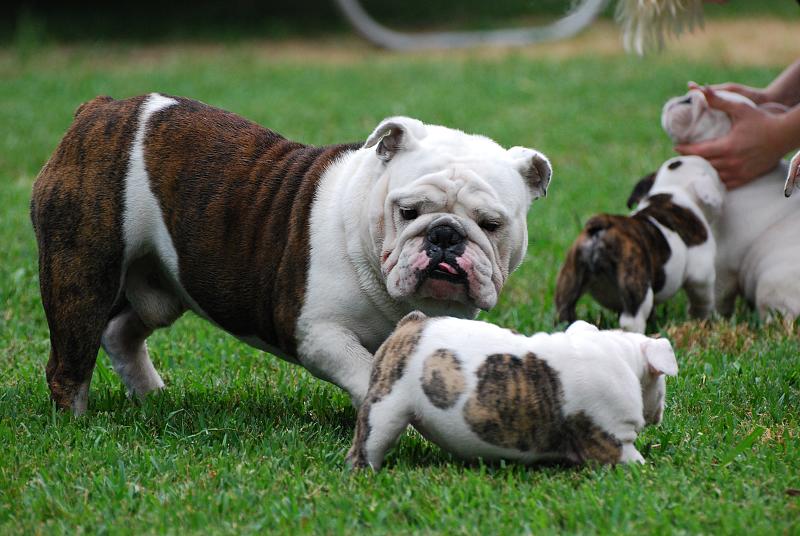 Beautiful English Bulldog puppies For Adoption Image eClassifieds4u