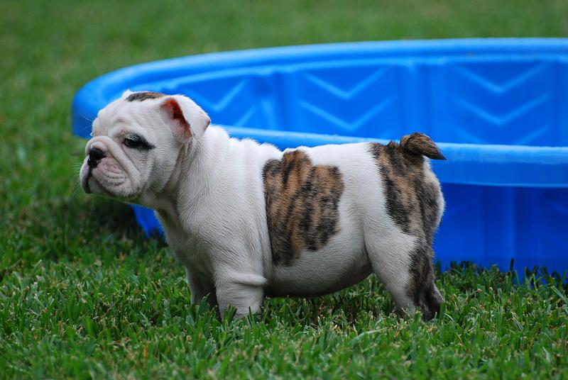 Extremely Cute Bulldog Puppies Image eClassifieds4u