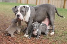 Blue nose American Pitbull Terrier Puppies available Image eClassifieds4U