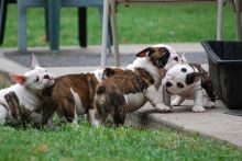 Affectionate English Bulldog Puppies For Good Homes Image eClassifieds4U