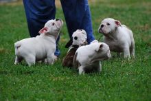 AKC English Bulldog Puppies For Adoption Image eClassifieds4U