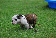 English Bulldog Puppy for Sale Image eClassifieds4U