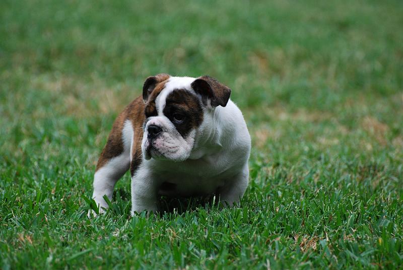 Registered English Bulldogs For Re-Homing Image eClassifieds4u
