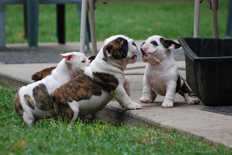 Un-Limited Number of Cute English Bulldog Puppies Image eClassifieds4u
