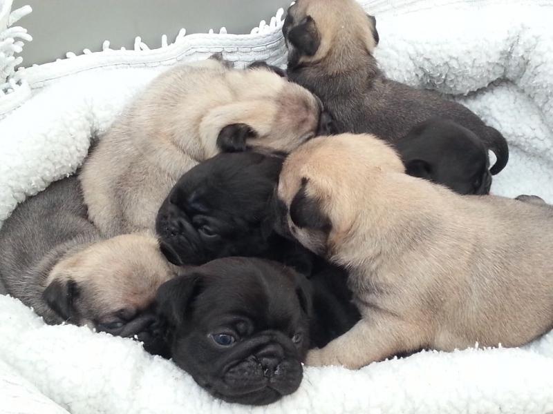 😍✧Cute Pug puppies Available Male and Female ✧ 😍 Image eClassifieds4u