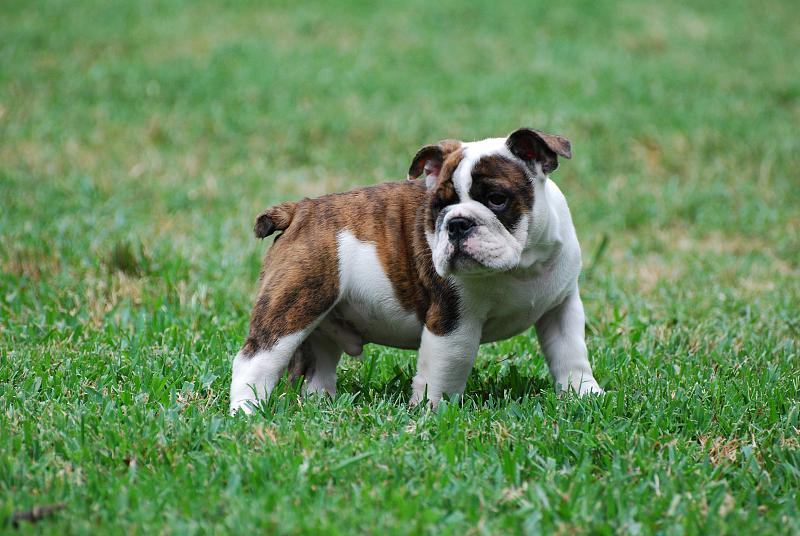 ****Gorgeous English Bulldog Puppies free to good homes(443)502-0147****? Image eClassifieds4u
