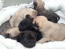 😍✧Cute Pug puppies Available Male and Female ✧ 😍