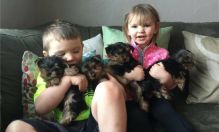 *** Teacup Yorkie Puppies For Re-Homing ***