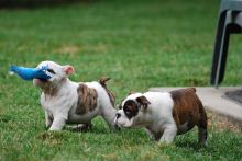 English bull dog puppies for your family !!!
