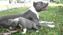 🐶🍉Pure Bred Red And Blue Nose American Pitbull Terrier Pups available 🍉🐶