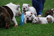 Pure Breed English Bulldog Puppies For Free Adoption