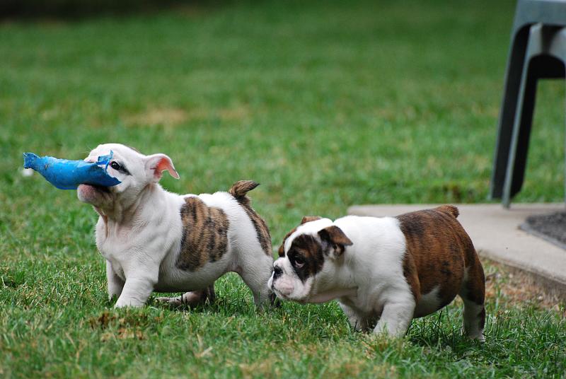 English bull dog puppies for your family !!! Image eClassifieds4u