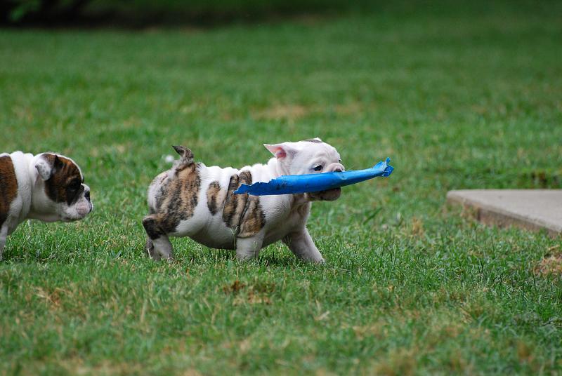 English Bulldog Puppies Available for new Home. Image eClassifieds4u