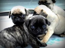 😍✧Cute Pug puppies Available Male and Female ✧ 😍 Image eClassifieds4U