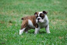 ****Gorgeous English Bulldog Puppies free to good homes(443)502-0147****? Image eClassifieds4U