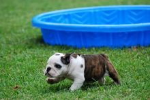 12 Weeks old English Bulldog Puppy Image eClassifieds4U