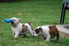 English bull dog puppies for your family !!! Image eClassifieds4U