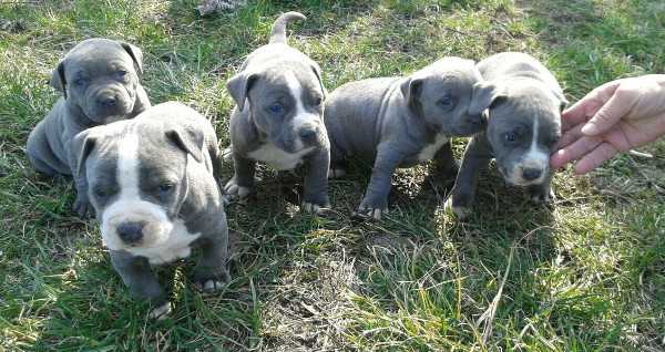 ❤️Pure Bred Red And Blue Nose American Pitbull Terrier Pups available ❤️ Image eClassifieds4u