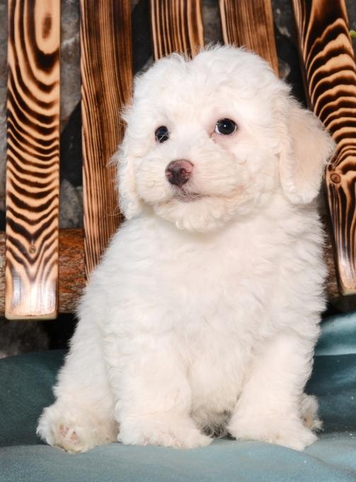 CKC Lhasa Poo puppies for Hood Homes 🏳🏳 Email at ⇛⇛ [ damarek28@gmail.com ] Image eClassifieds4u