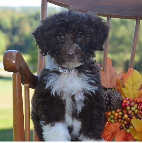 Energetic Portuguese Water Dog Puppies 🏳🏳 Email at ⇛⇛ [ damarek28@gmail.com ] Image eClassifieds4u