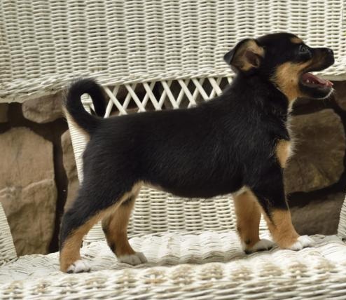 Well Trained Fox Terrier Puppies 🏳🏳 Email at ⇛⇛ [ damarek28@gmail.com ] Image eClassifieds4u