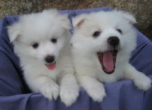 American Eskimo Puppies For Re-Homing 🏳🏳 Email at ⇛⇛ [ damarek28@gmail.com ]
