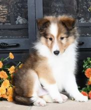 Astonishing Shetland Sheepdog Puppies 🏳🏳 Email at ⇛⇛ [ damarek28@gmail.com ]