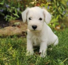 Ckc Miniature Schnauzer Puppies 🏳🏳 Email at ⇛⇛ [ damarek28@gmail.com ]