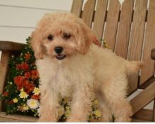 Cute Cavachon Puppies For Adoption 🏳🏳 Email at ⇛⇛ [ damarek28@gmail.com ]