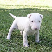 Adorable Bull terrier puppies