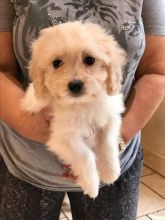 Beautiful Cavachon Puppies for Sale Text (929) 274-0226