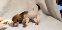 Chinese Crested True Hairless Puppies for Sale Text (929) 274-0226