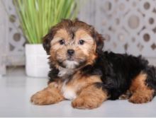C.K.C Shorkie Puppies For Adoption 🏳🏳 Email at ⇛⇛ [ damarek28@gmail.com ]
